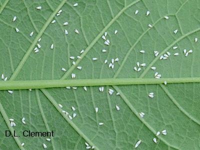 Adult whiteflies on the underside of a