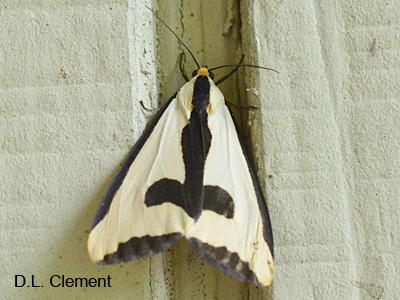 Clymene moth: Hosts are