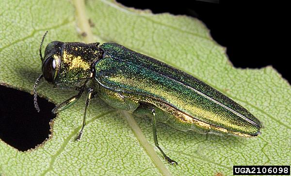 Don t forget to keep an eye out for emerald ash borer!