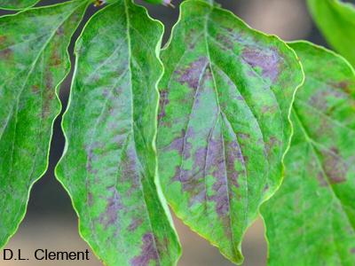 Powdery mildew on dogwood often doesn t show the white symptoms common for many other powdery mildews.