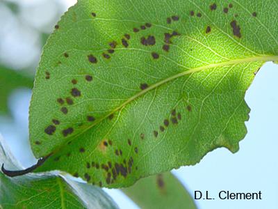It is pear leaf blister mite damage caused by an eriophyid mite. Here is a really nasty invasive weed to watch out for!