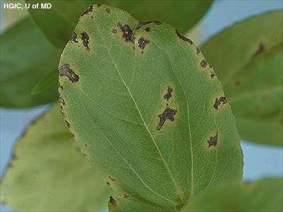 Bacteria Leaf
