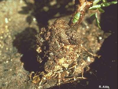 Bacteria Crown Gall on