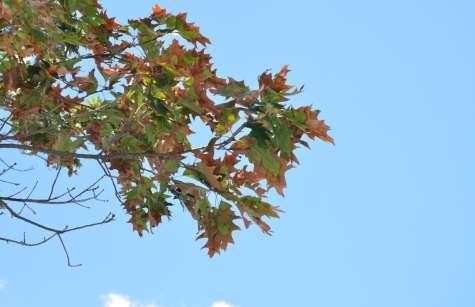 Bacterial leaf scorch on oak Caused by a bacterium Thins the canopy Causes dieback