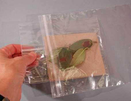 Packaging a sample Place sample on a paper towel. Do not wet the towel. Double bag and seal the sample in zip lock bags.