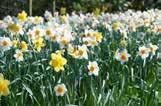 Quantity: 2 pots or B & B Mixed Daffodils 4 Narcissus 18 Height x 24 Width Blooms in spring Quantity: 100 bulbs 1 2