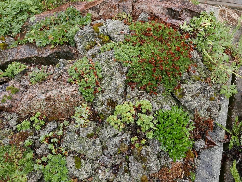 Most of the saxifrages and alpine type plants, having flowered in the spring, go into a resting stage in the summer and then put