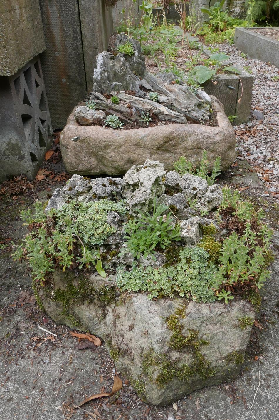 A month ago I removed the mossy saxifrage to reveal the rock and