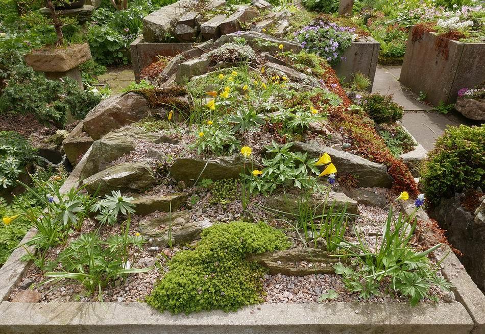 Photographed in the spring Narcissus and Anemone provide colour in this slab bed,