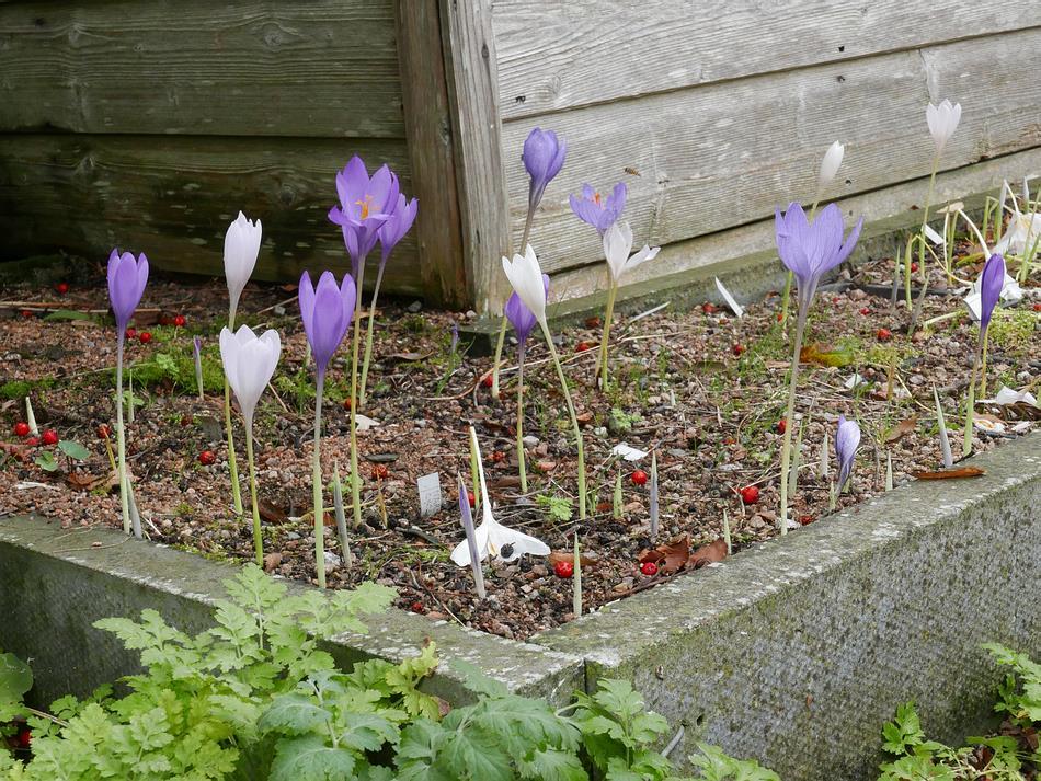 The different colour forms of Crocus nudiflorus