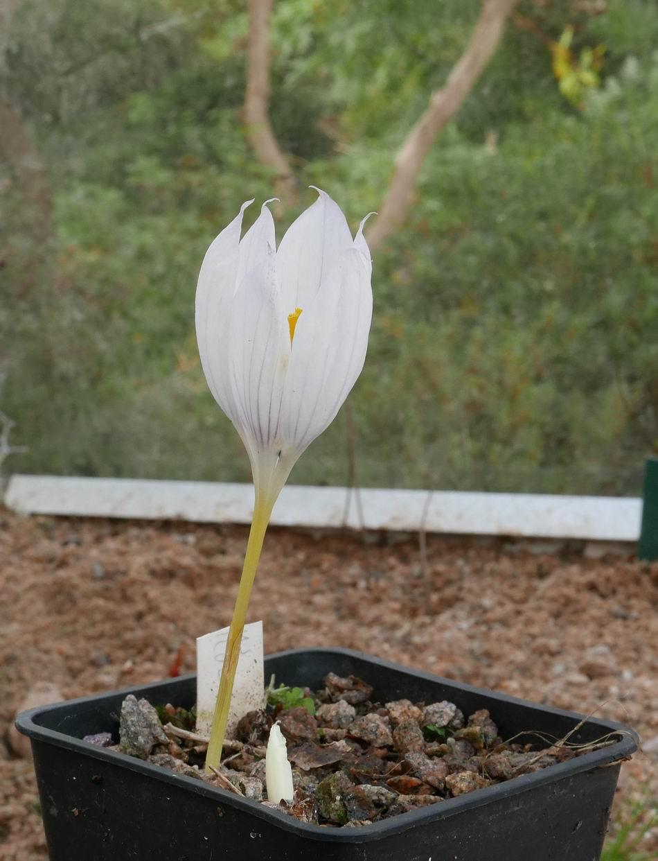 I intended to split this seed-raised pot of Crocus