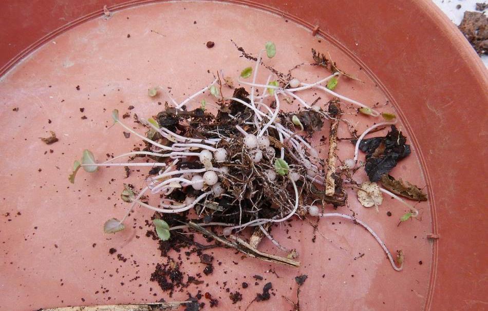 As we have no ants to distribute them the seeds fall and germinate on top of the corm where they have been held for
