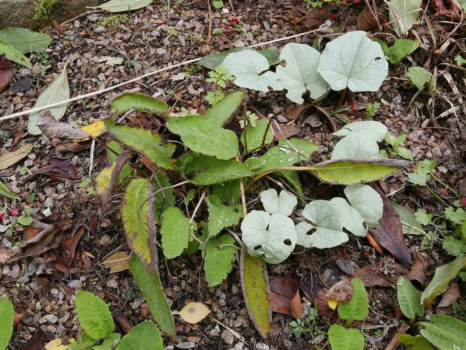 The brown and tattered Meconopsis leaves have fulfilled their task of supporting the
