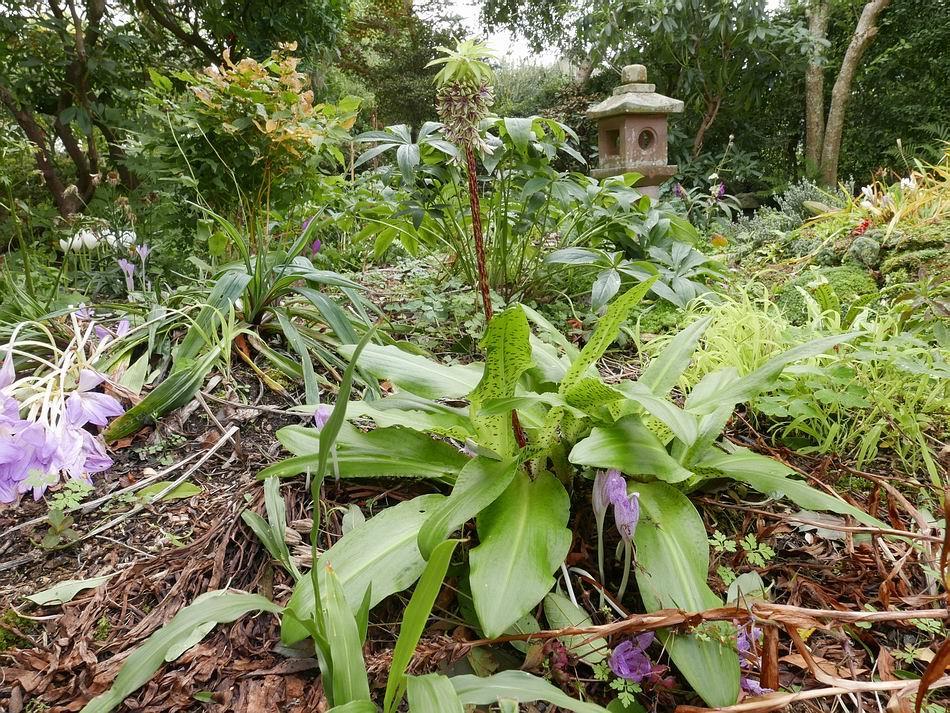 Walking slowly round the garden I can find so much of interest - this group of Eucomis bicolor has