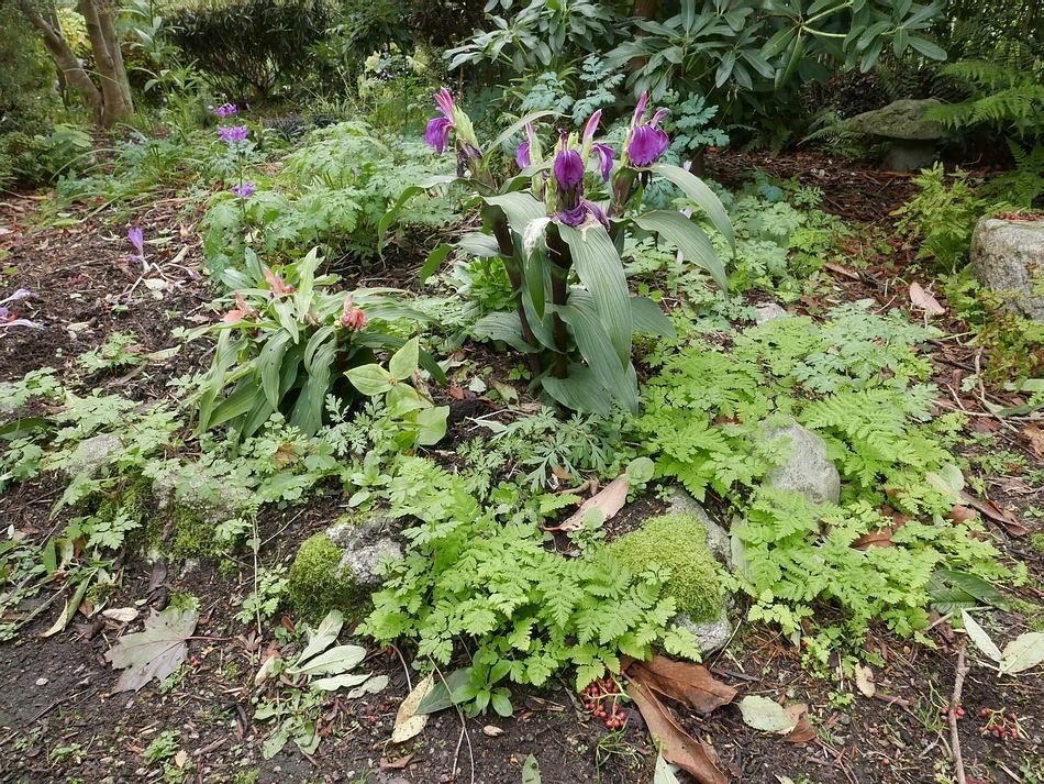 Various forms of Roscoea continue to produce yet more flowers especially the