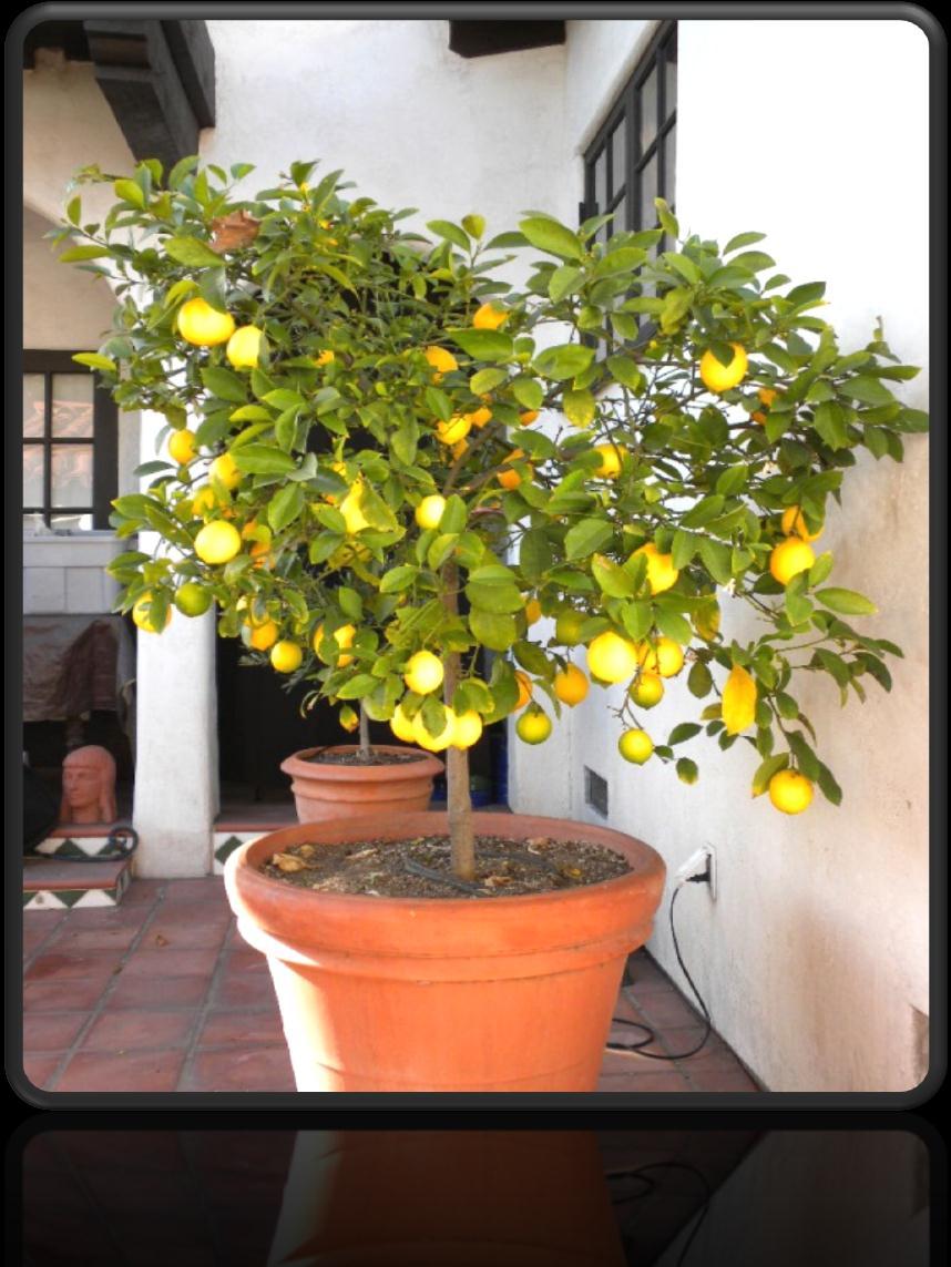 Container grown fruit trees * A long and successful history with Citrus, now attempted with deciduous fruit trees Genetic Dwarfs, or dwarfing root-stock Scion
