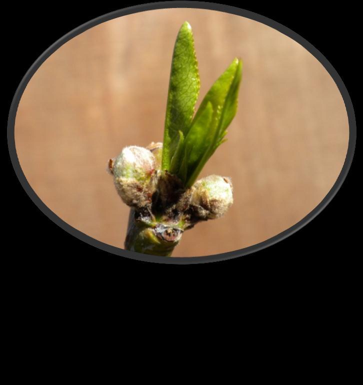 for productive pruning PEACH Compound Bud