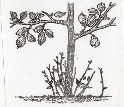 epicormic shoots (Figure 3), from dormant and adventitious buds on the trunk or main branches. Figure 2. A strong (left) and a weak (right) crotch formation.