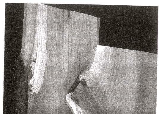 Figure 6. Two samples from the same red oak tree that had branches of the same size and age cut off six years before the tree was dissected.