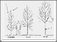 triangular form Pruning Newly Planted Trees