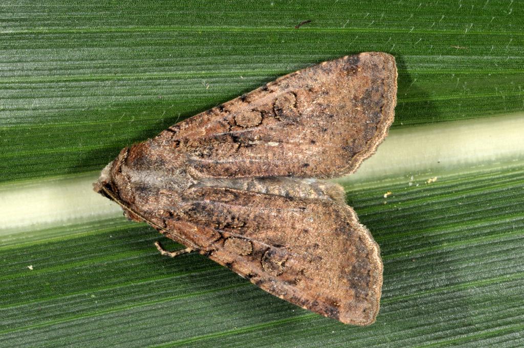 Both cutworm larvae feed at night and can cut small plants at or 1-2 inches above the soil surface. Once plants are 1-foot tall, treatment should be unnecessary.