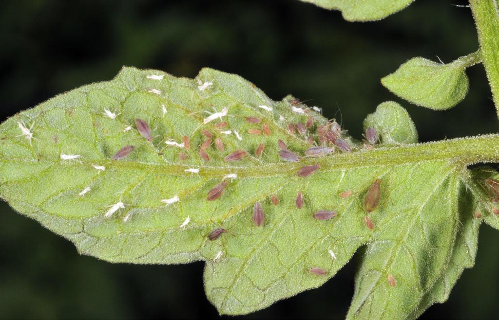 Fields should be scouted weekly and the underside of leaves checked for aphids. Fortunately, aphids are controlled by a number of natural enemies.