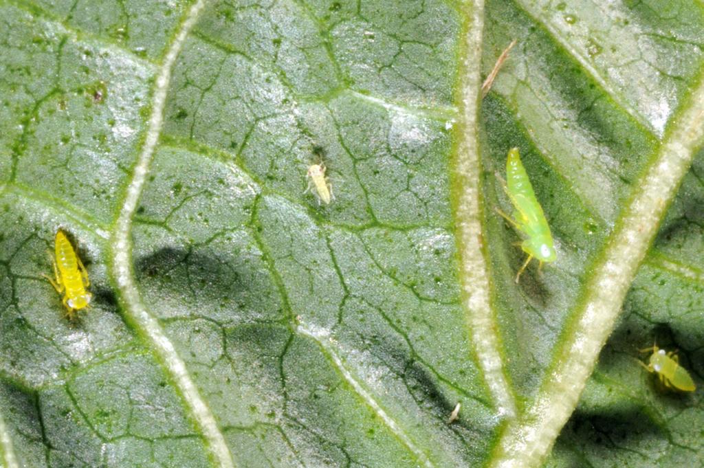 Aphids and cast skins on tomato leaf SPIDER MITES Adult twospotted spider mites (TSM) are extremely small, 1/80-1/60 inch long, with 2 spots on their back. Female mites lay 50-100 eggs.