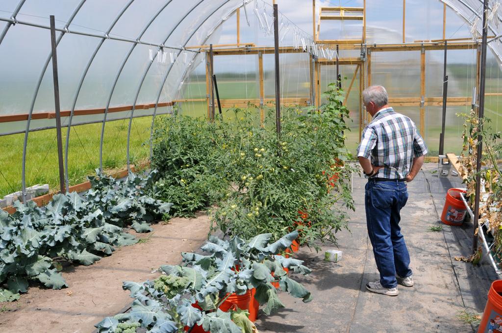 5 HIGH TUNNELS Tomatoes are the most common vegetable grown in high tunnels. The Office of the Indiana Chemist defines high tunnels as being the same as a greenhouse.