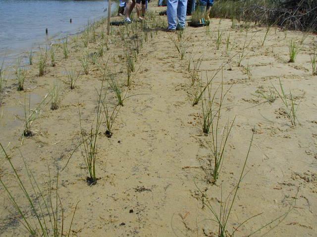 Planted Tidal Marshes Enhancing or creating suitable conditions for tidal marsh plants May require grading the bank and/or filling into the
