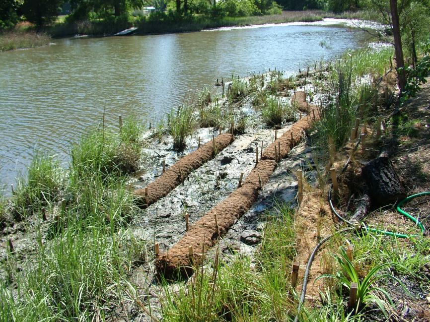 freshwater Sand fill contained by coir logs until marsh plants are