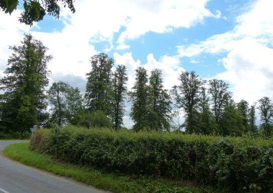 Tall trees are not a particularly dominant feature but do occasionally appear in the hedgerows or in clusters, or coverts, along the edges of roads.