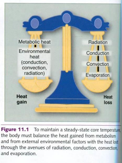 Heat Transfer in the Human