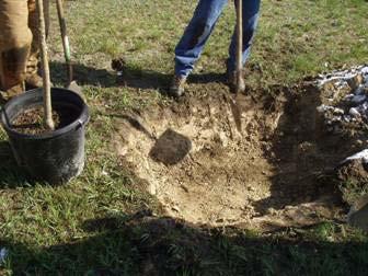 PLANTING HOLE Ideally 2 to 3 times the width of the root ball at