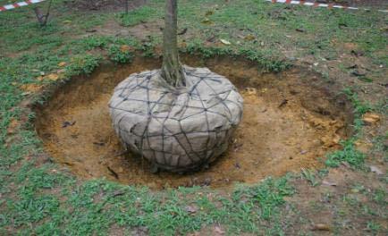 ) Hole never deeper than the root ball Set on undisturbed soil