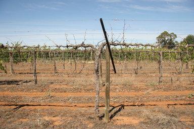 Impact of rootstock on vine performance: