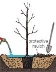 Create a water-holding basin Create a water-holding basin around the hole and give the tree a good watering.