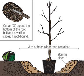 Cut or Remove Circling Roots Sometimes containerized trees become