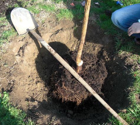 Set the tree Set the tree in the middle of the hole. Avoid planting the tree too deep.