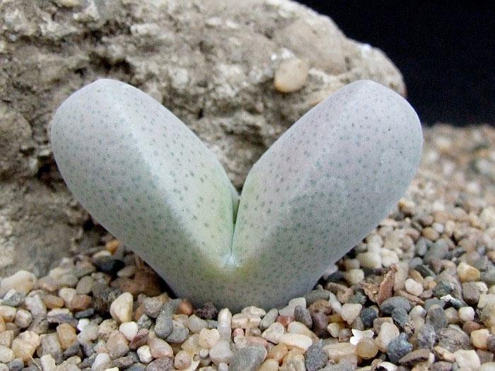 Sassy Succulents ~~~~~~~~~~~ By Jan Fetler My final segment in this series on Succulents looks at plants that can teach us what hydrozoning really means.
