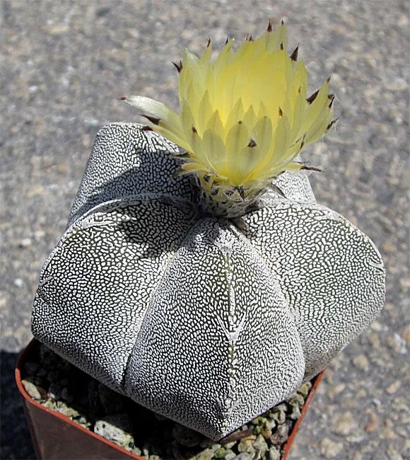 Astrophytum myriostigma Bishop s Hat Cactus The fewer segments (4 to 6 being ideal) the more valuable to collectors.