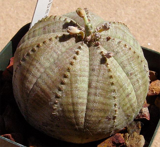 Very little water in winter when they are dormant. Euphorbia obesa Baseball Plant, Sea Urchin Plant This over-collected plant is hard to find.