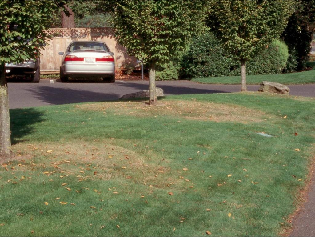 Lawns in shady sites, where tree root competition is not a factor, will require about half as much water as turfgrass in full sun. Use the minimum amount of water necessary.