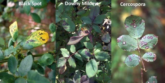 During the past weeks, there have been reports of an incurable black spot that is unresponsive to fungicides. The downy mildew pathogen is a water mold, not a true fungus.