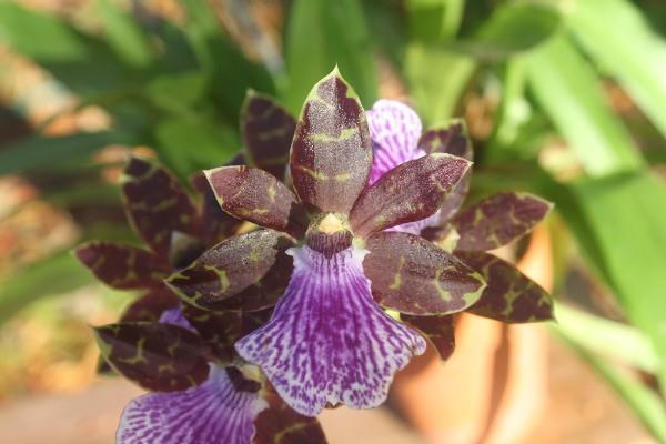 Subscribe Past Issues May 2017 Newsletter View this email in your browser New Mexico Orchid Guild