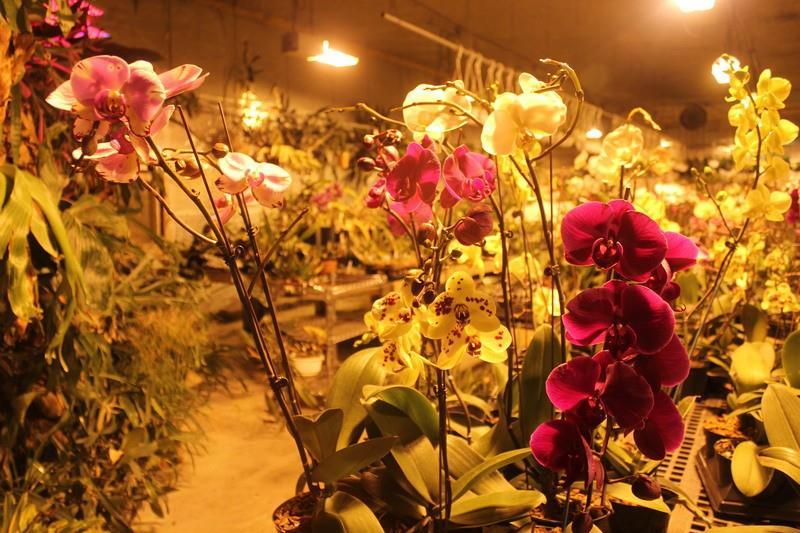 The Missouri Orchid Farmer Who Ditched His Greenhouse for a Cave Even underground, the colors are striking.
