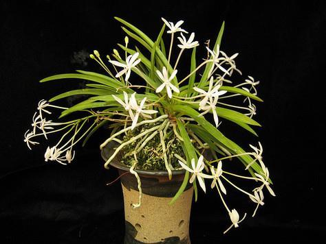 Neofinetia falcata culture LIGHT: Neofinetias prefer medium light levels, from 1500-3000 foot-candles, about the same as Cattleyas.