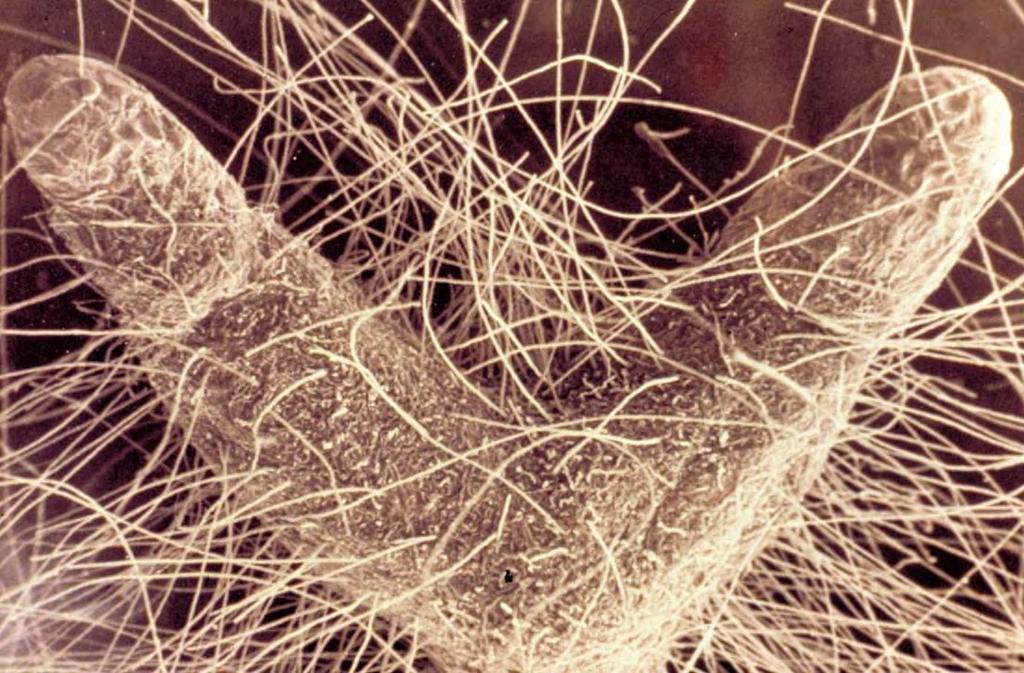 Mycorrhizal Fungi Increases root