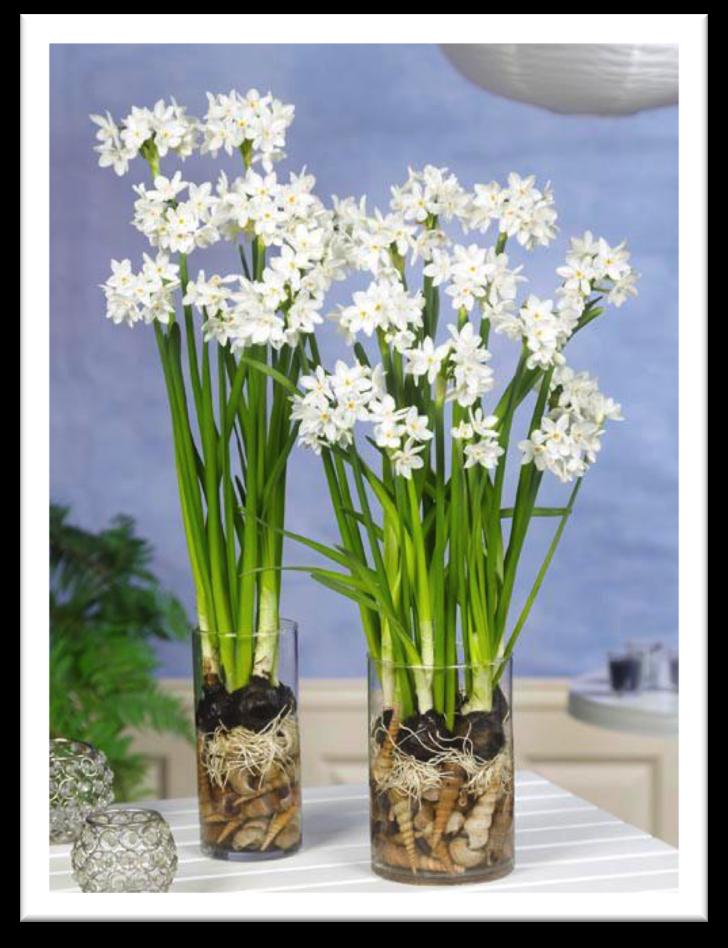 Blue center with a white edge Blooms: April - May Plant 3-5 apart/4-5 deep 4-5 high Good cutting flower/ fragrant Perennializes better than most tulips NARCISSUS