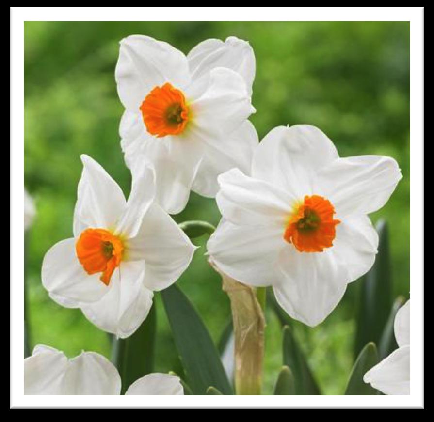NARCISSUS TAZETTA CRAGFORD 5 bulbs/ $8 An award-winning variety with icy white