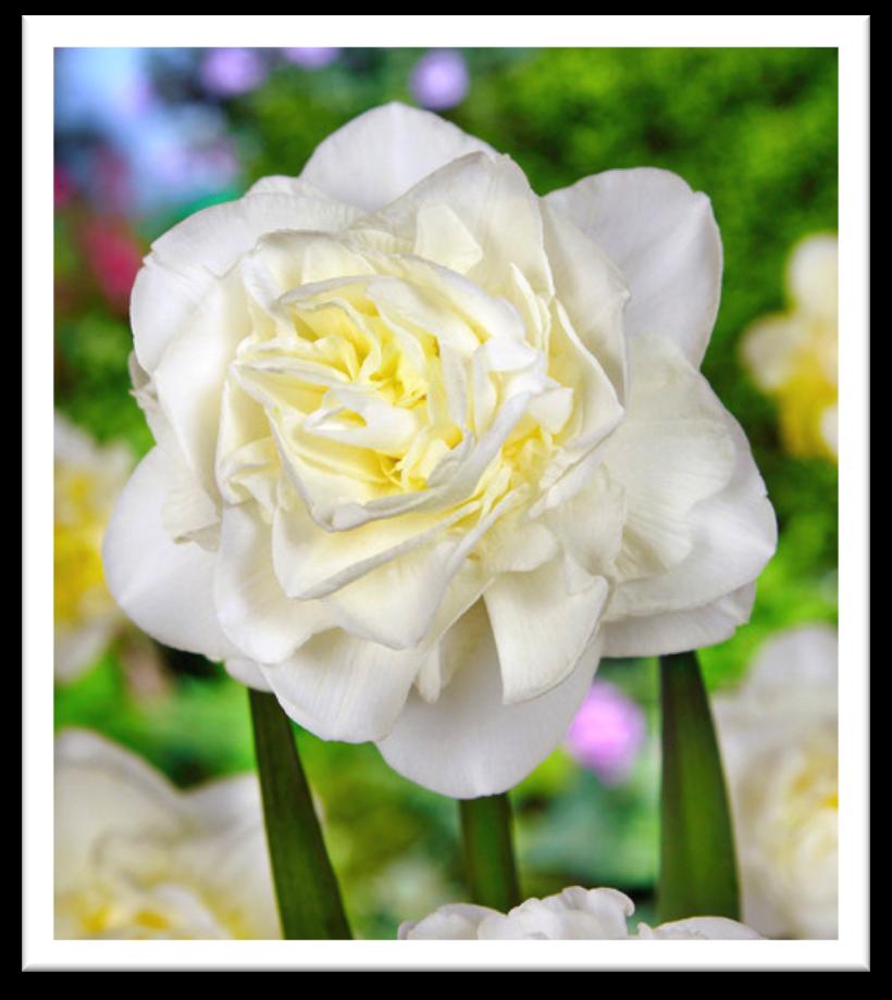 NARCISSUS WHITE EXPLOSION 5 bulbs/ $10 Pure white double blooms make this a